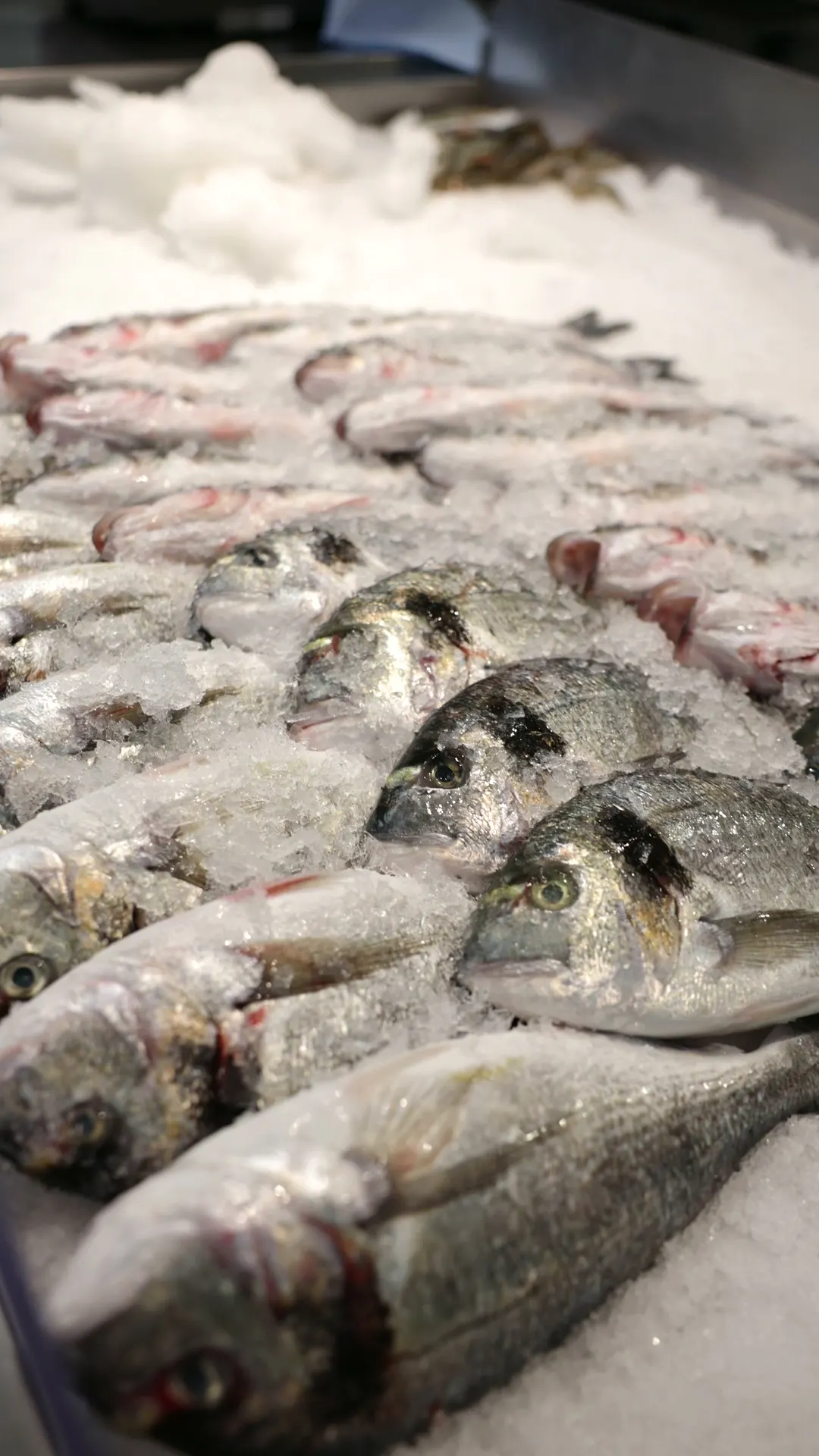 Whole sea bream on ice
