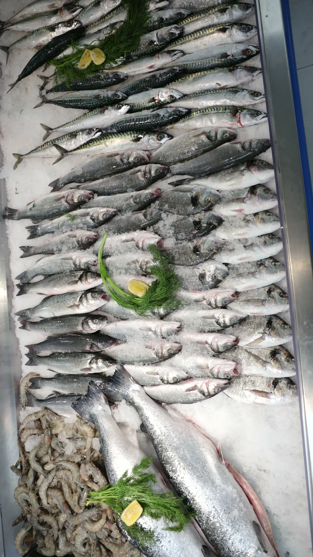 The fish counter on ice: sea bass, mackerel, salmon and prawns
