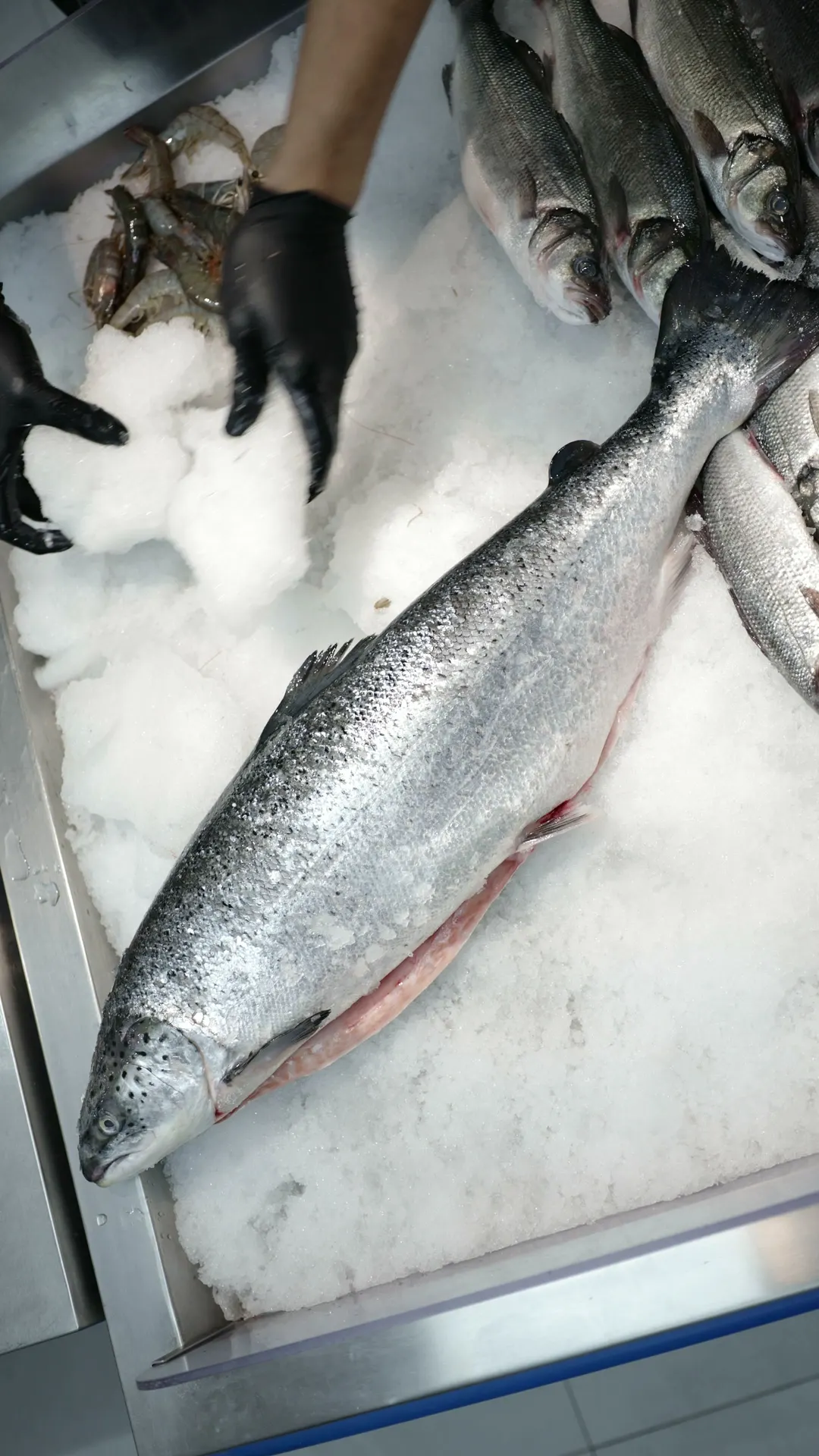 A whole salmon being laid on ice at the fish counter