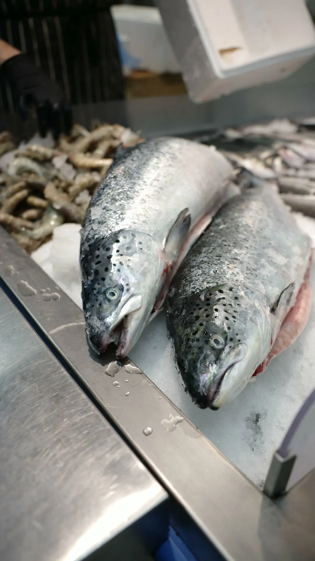 Two whole salmon on the fish counter